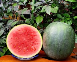 watermelon ikar3